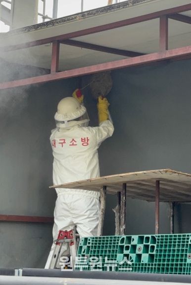 벌집 제거 사진