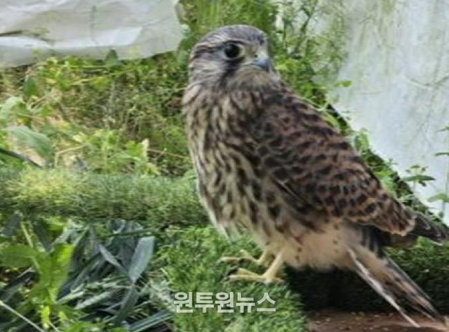 세종시, 구조치료 완료한 천연기념물 황조롱이 자연 방생