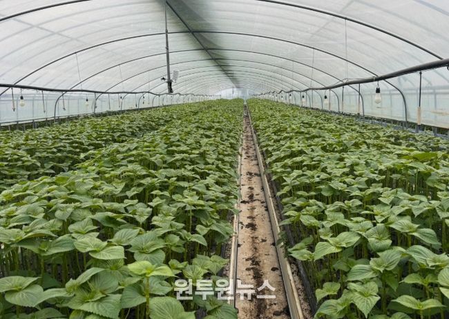 잎들깨 수경재배 포장