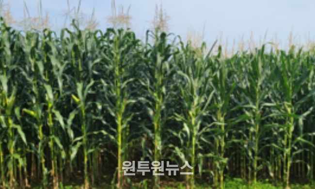 국산 사료용 옥수수 품종(광평옥2호, 광평옥 )