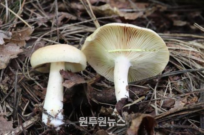 가을철 발생 빈도 높은 대표 독버섯 '노란젖버섯(Lactarius chrysorrheus Fr.)'