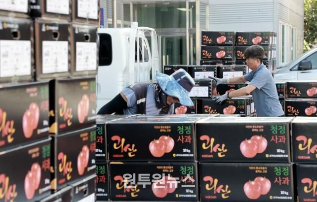 선별된 사과를 포장하고 있다