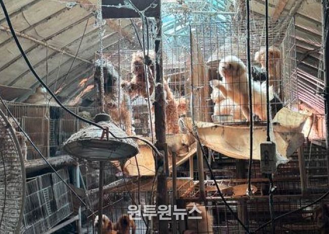미용 실습 사육견 58마리 구조·보호조치 완료