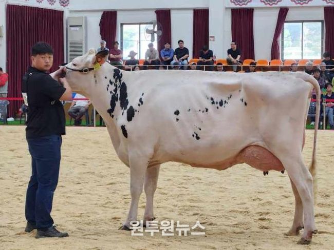 여주시 흥천면 신미목장, 제11회 서울우유 홀스타인 경진대회 ‘시니어 챔피언’ 수상