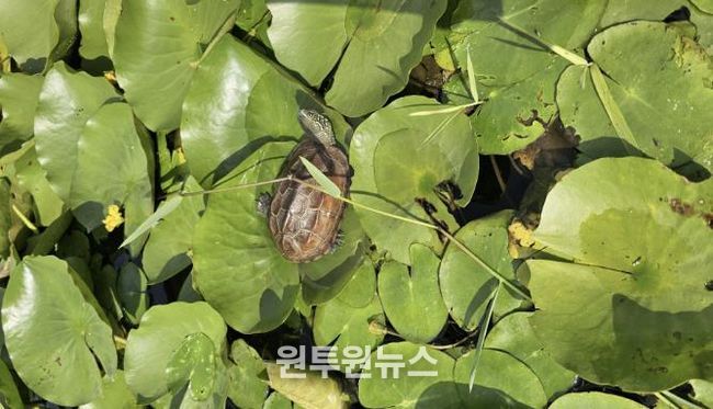 합덕제 남생이 사진