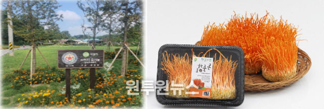 베트남과 글로벌 무대에서 빛나는 씨엔지 동충하초의 힘