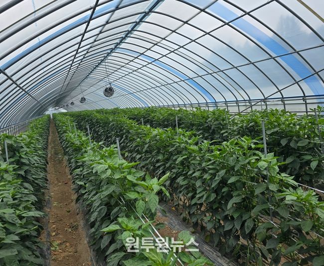 고성군, 차열망 보급으로 폭염에도 피망, 엽채소 생산량·농가소득‘쑥쑥’