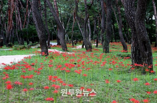 거창군 웅양 동호숲에 활짝 핀 꽃무릇