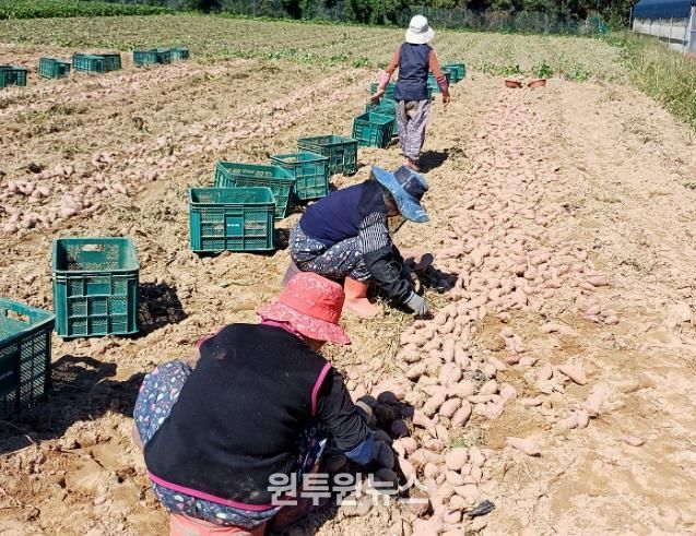강화군 농·특산물 물류비 지원 대폭 확대(고구마 수확 자료사진).