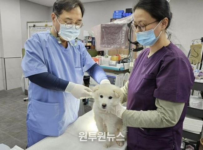 용인특례시가 하반기 광견병 예방접종을 실시한다.