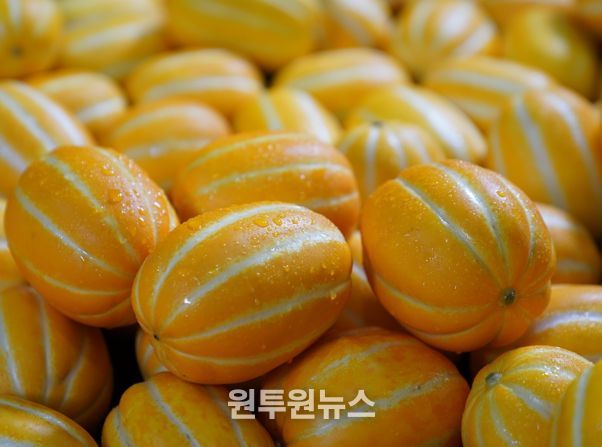 대한민국 참외산업의 중심, 성주군 3년 연속 6천억원 돌파