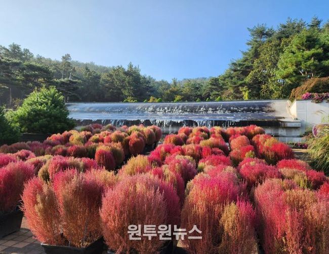 벽천의 가을 댑싸리