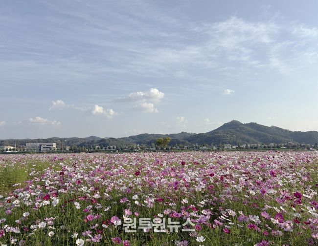 안동 낙동강변, 코스모스와 핑크뮬리 개화 시작
