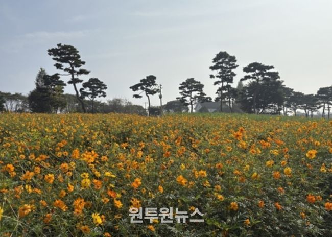 여주시, 금은모래강변공원 “황화코스모스 활짝”