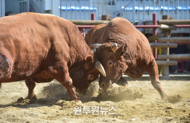 제129회 진주 전국민속소힘겨루기대회