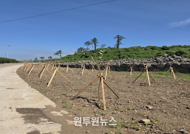 탄소흡수원 조림