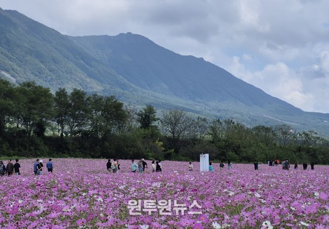 가조 온천꽃단지 코스모스