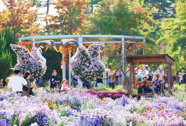 가을 정취 가득한 유성, 국화로 물든다