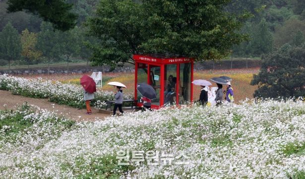 정읍 구절초 꽃축제, 13일간의 대장정 돌입…오늘부터 26일까지