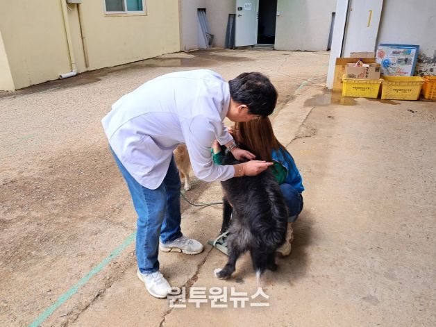 수의사가 반려동물에게 광견병 예방접종을 하고 있다.