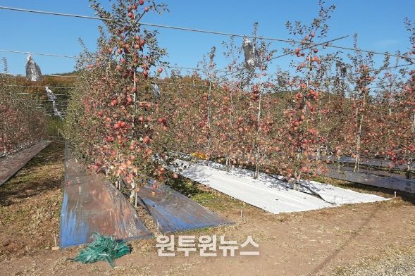 사과원에 반사필름을 피복한 모습