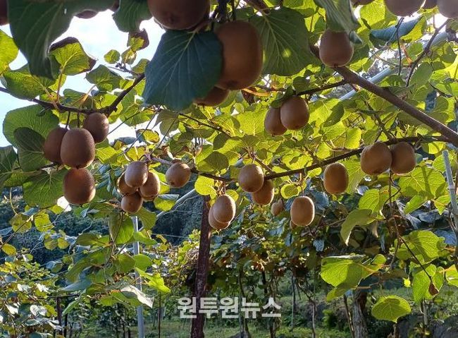 순천시 지역 대표 농산물 참다래 본격 출하