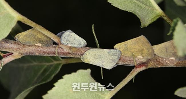 외래 돌발해충 갈색날개매미충 성충 모습.