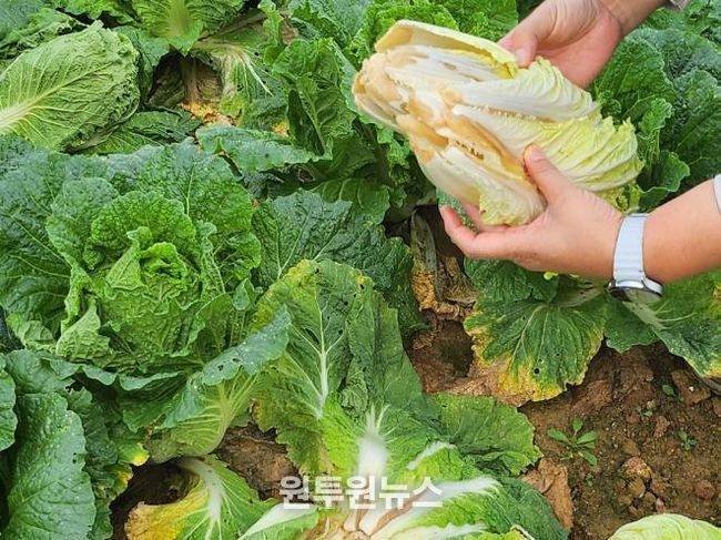 배추 후기 관리 방제 철저(무름병).