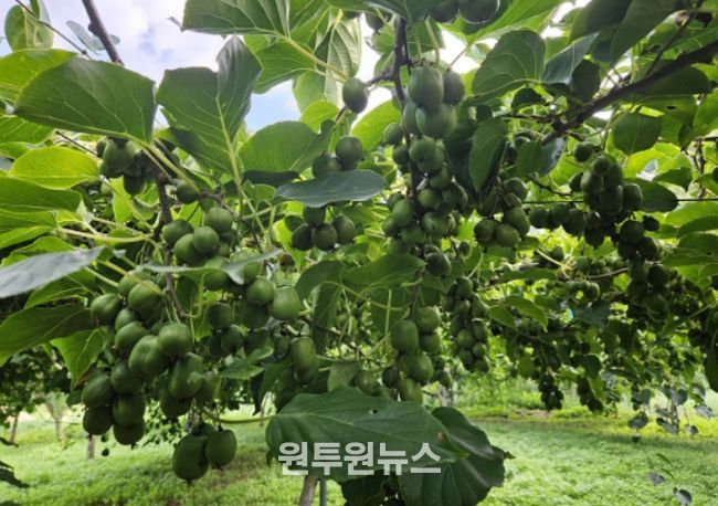 다래(품종명 오텀센스) 열매