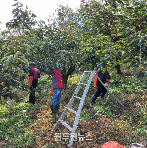 밀양시, 가을철 범시민 농촌일손돕기 본격 전개