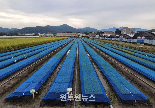 양파 노지 육묘