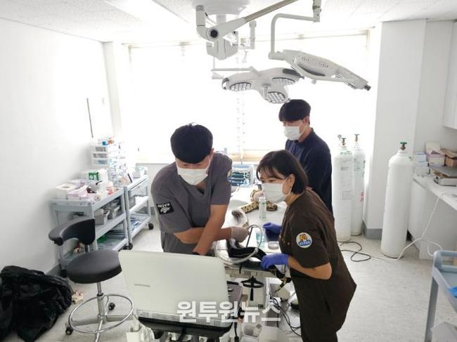 붉은꼬리보아뱀 초음파 검사