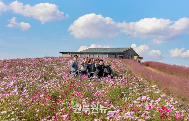 청보리밭 코스모스 사진