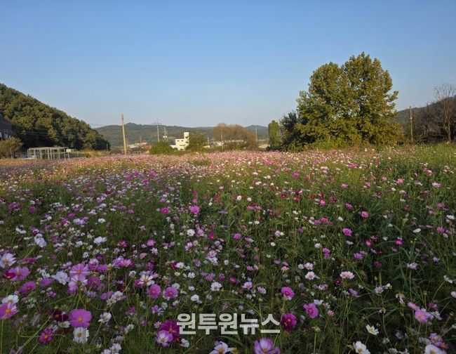 세종시, 주민 손길로 피어난 국곡리 코스모스 정원