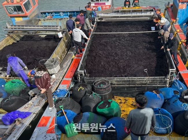 곱창김 전국 첫 위판 시작