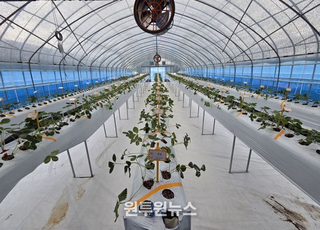 고경도 딸기 육종 분자마커 개발