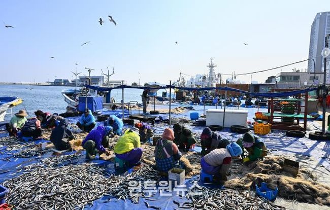양미리도루묵 축제 관련(양미리 조업 사진)