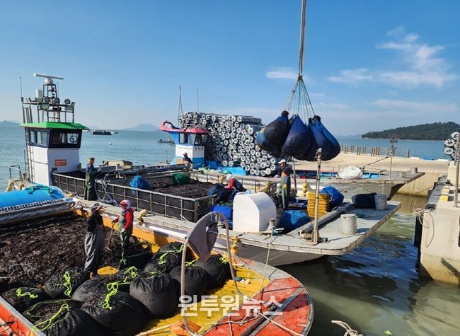 입찰 결과에 따른 물김 상차작업