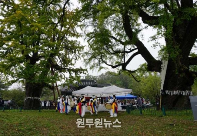 당산나무 할아버지 활동 모습 ‘세종 임난수 은행나무’ 당산제