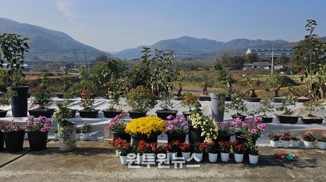 충주시 관산마을 국화전시회 개최(진열된 국화 사진)