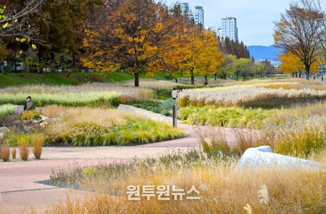 태화강그라스정원, 가을빛을 머금다