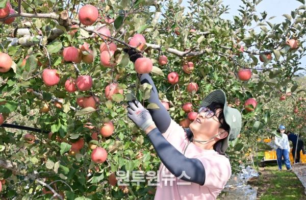 청송군, 가을철 농촌일손돕기 추진