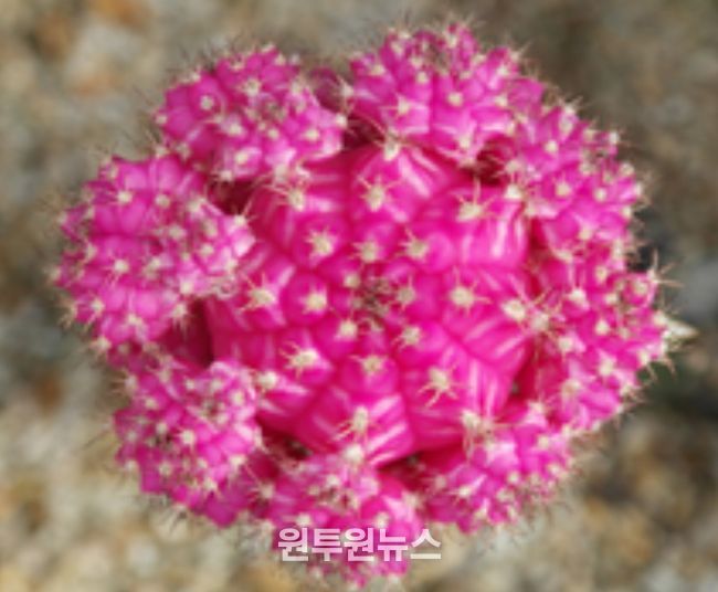 2025년 접목선인장 육성계통 평가회(평가 품종 '연빛')