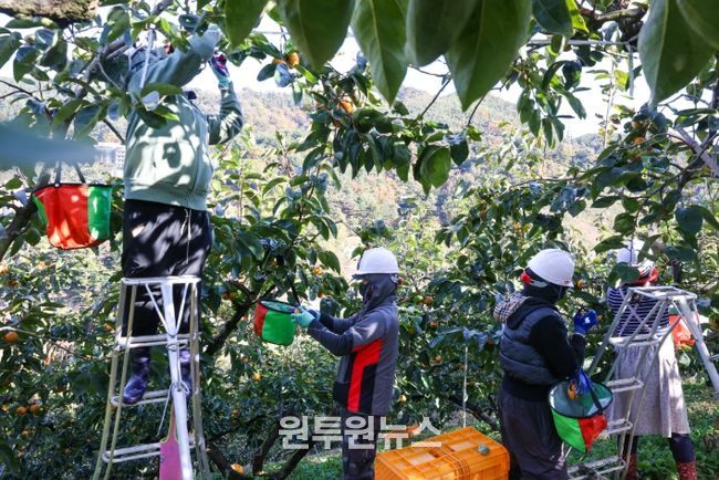 “수확철 넘어짐·미끄러짐·떨어짐 주의하세요”