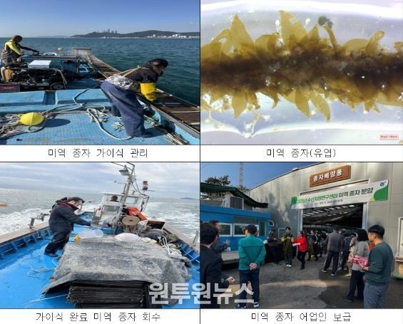 기장군, 자체생산 고품질 기장미역 종자 양식어업인 보급
