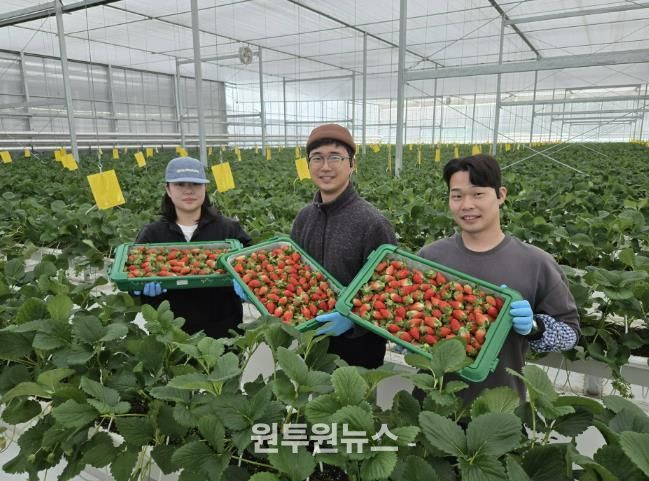 경북도 내 첫 수출 스타트, 상주 딸기 베리굿!