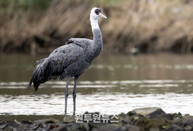 휴식을 취하고 있는 흑두루미(제공 조현표)
