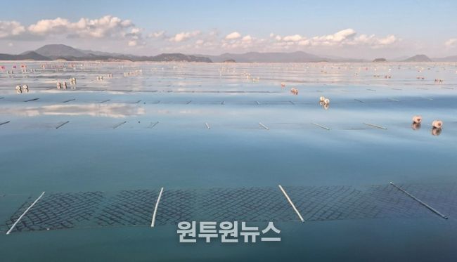 2026년산 청정 고흥산 김 본격 출하