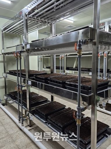 ,‘바이러스에 강한 씨마늘’생산