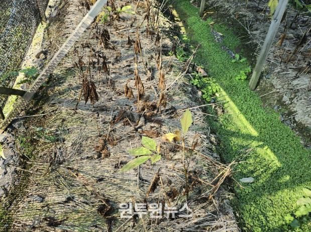 피해 인삼 농가